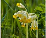 Գնարբուկ - Первоцвет- Primula L.