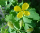 Ծիծեռնախոտ մեծ - Чистотел большой - Chelidonium majus L.