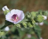 Տուղտ դեղատու - Алтей лекарственный - Althaea officinalis L.