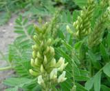 Գազ մանրագլխիկ - Астрагал мелкоголовчатый - Astragalus microcephalus Wild.