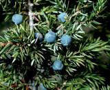 Գիհի - Можжевельник - Juniperus L.