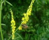 Իշառվույտ դեղատու - Донник лекарственный - Melilotus officinalis (L.) Pall