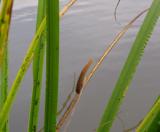 Խնկեղեգ եղեգնային - Аир тростниковый - Acorus calamus L.