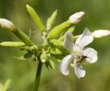 Օճառախոտ դեղատու - Мыльнянка лекарственная - Saponaria officinalis L.