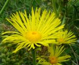 Կղմուխ Հեղինեի - Девясил высокий - lnula helenium L.