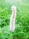 Մանդիկ մսագույն - Горец мясокрасный - Polygonum carneum C. Koch.