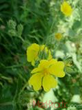 Лапчатка - Cinquefoil Potentilla