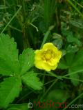 Лапчатка - Cinquefoil Potentilla