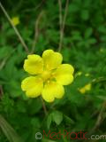 Лапчатка - Cinquefoil Potentilla