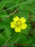 Лапчатка - Cinquefoil Potentilla