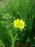 Лапчатка - Cinquefoil Potentilla