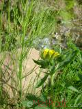 Лапчатка - Cinquefoil Potentilla