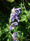 Котовник кошачий - Nepeta cataria