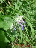 Котовник кошачий - Nepeta cataria