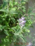 Котовник кошачий - Nepeta cataria