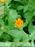 Календула лекарственная - Calendula officinalis L.