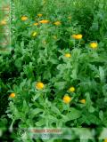 Календула лекарственная - Calendula officinalis L.