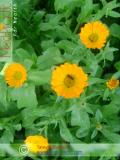 Календула лекарственная - Calendula officinalis L.