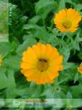 Календула лекарственная - Calendula officinalis L.