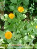 Календула лекарственная - Calendula officinalis L.