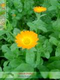 Календула лекарственная - Calendula officinalis L.