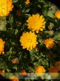 Календула лекарственная - Calendula officinalis L.