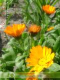 Календула лекарственная - Calendula officinalis L.