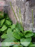 Подорожник большой - Plantago major L.