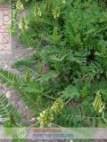 Գազ մանրագլխիկ — Астрагал мелкоголовчатый - Astragalus microcephalus Wild.