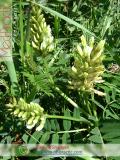 Գազ մանրագլխիկ — Астрагал мелкоголовчатый - Astragalus microcephalus Wild.