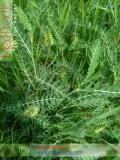 Գազ մանրագլխիկ — Астрагал мелкоголовчатый - Astragalus microcephalus Wild.