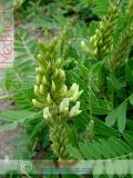 Գազ մանրագլխիկ — Астрагал мелкоголовчатый - Astragalus microcephalus Wild.