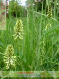 Գազ մանրագլխիկ — Астрагал мелкоголовчатый - Astragalus microcephalus Wild.