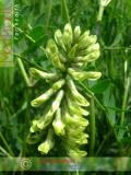 Գազ մանրագլխիկ — Астрагал мелкоголовчатый - Astragalus microcephalus Wild.