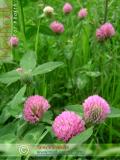 Клевер луговой - Trifolium pratense L.