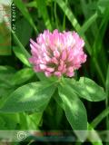 Клевер луговой - Trifolium pratense L.