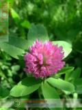 Клевер луговой - Trifolium pratense L.