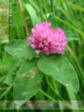 Клевер луговой - Trifolium pratense L.