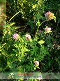 Клевер луговой - Trifolium pratense L.