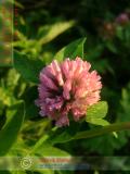 Клевер луговой - Trifolium pratense L.