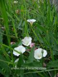 Вьюнок полевой - Field Bindweed