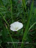 Вьюнок полевой - Field Bindweed