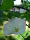 Вьюнок полевой - Field Bindweed