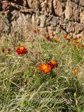 Бархатцы мелкоцветные   - Tagetes patula L.