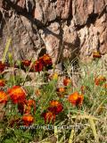 Бархатцы мелкоцветные   - Tagetes patula L.