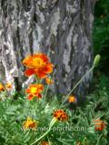 Бархатцы мелкоцветные   - Tagetes patula L.