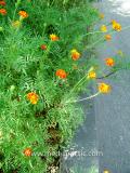 Бархатцы мелкоцветные   - Tagetes patula L.