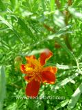 Бархатцы мелкоцветные   - Tagetes patula L.