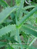 Алоэ древовидное- Aloe arborescens Mill