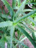 Алоэ древовидное- Aloe arborescens Mill